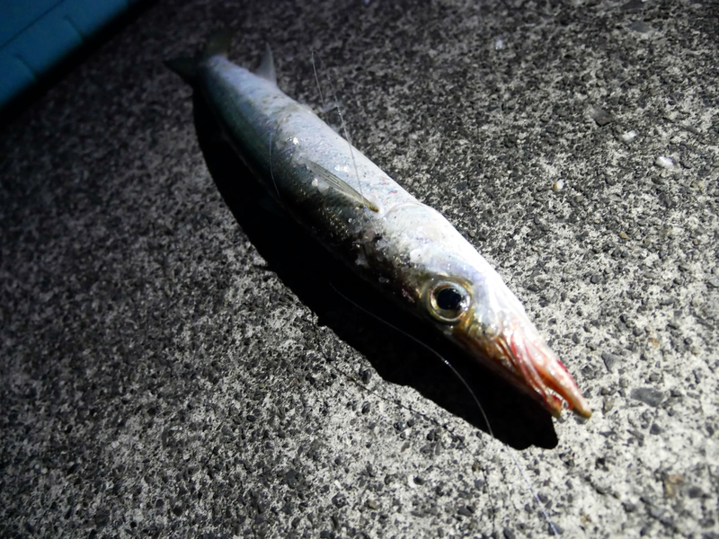 f:id:familyfishing:20190321215753j:plain f:id:familyfishing:20190321215753j:plain