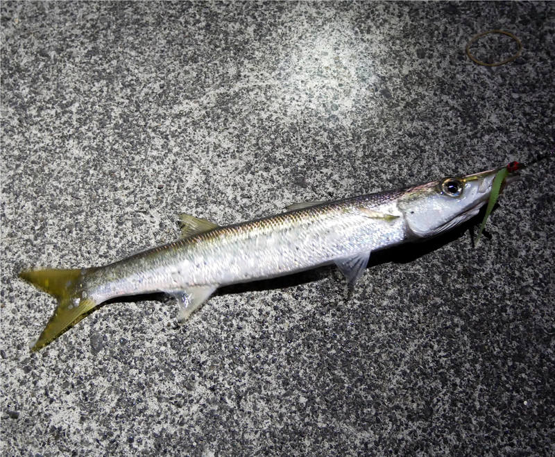 f:id:familyfishing:20190321215754j:plain f:id:familyfishing:20190321215754j:plain