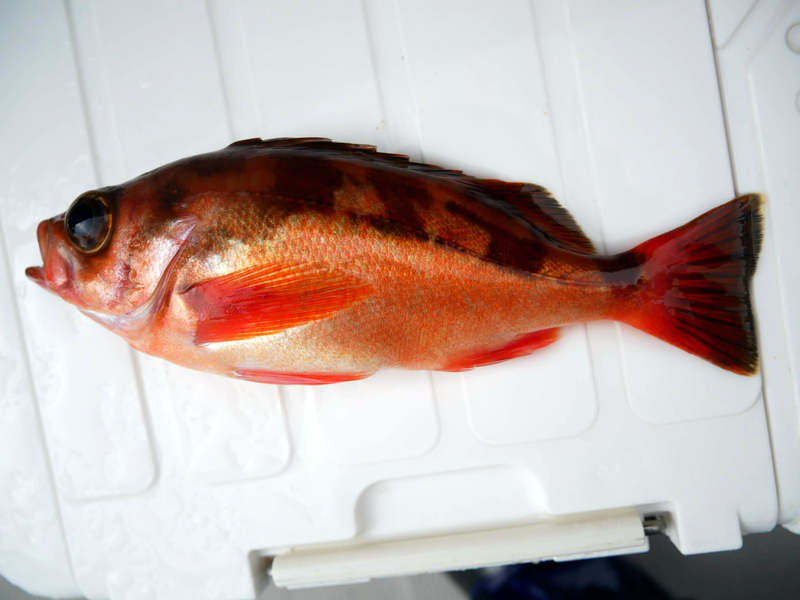 f:id:familyfishing:20190401234043j:plain f:id:familyfishing:20190401234043j:plain