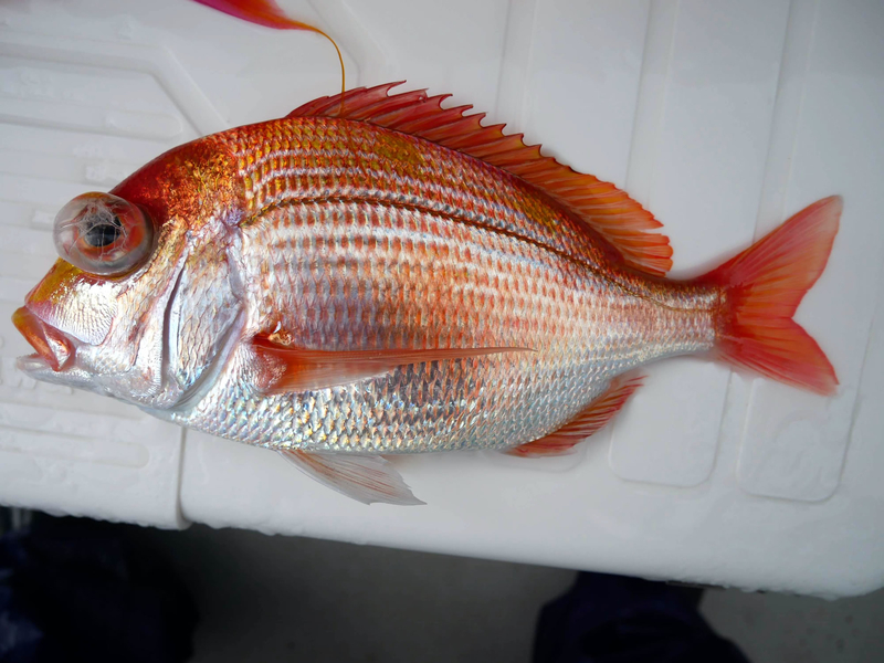 f:id:familyfishing:20190401234044j:plain f:id:familyfishing:20190401234044j:plain