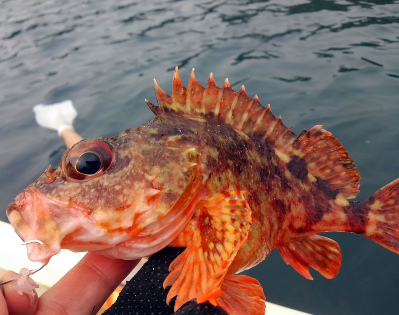 f:id:familyfishing:20190421234729j:plain f:id:familyfishing:20190421234729j:plain