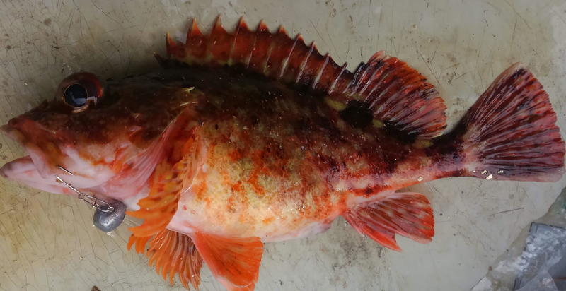 f:id:familyfishing:20190421234749j:plain f:id:familyfishing:20190421234749j:plain