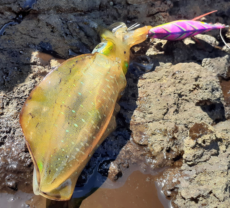 f:id:familyfishing:20190908221933j:plain