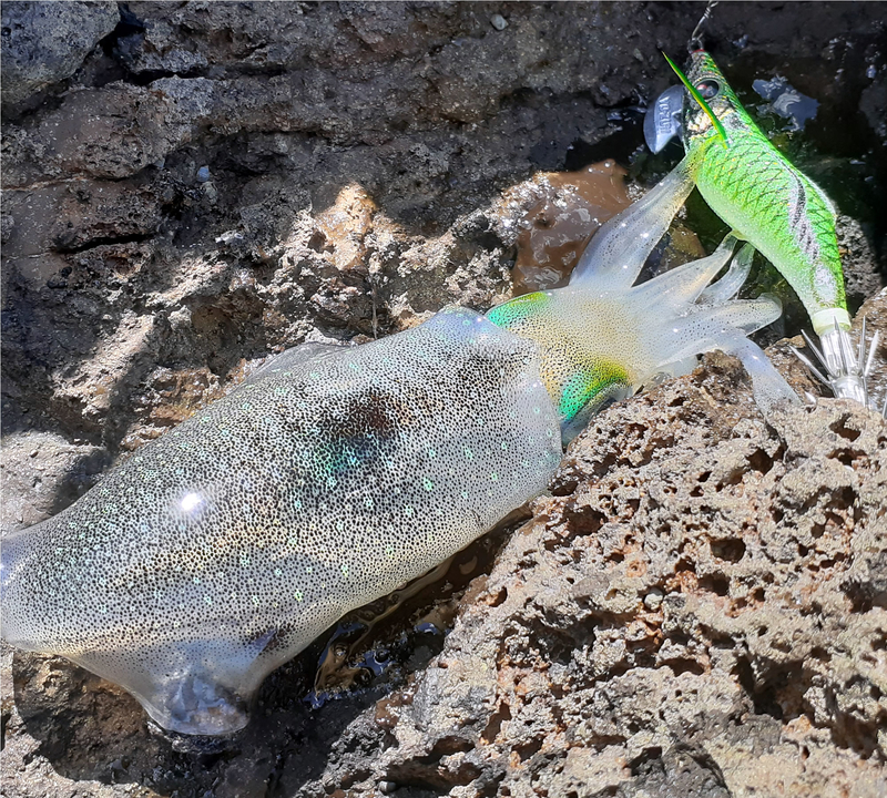 f:id:familyfishing:20190908222001j:plain