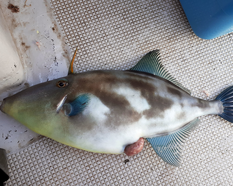ウマヅラハギ