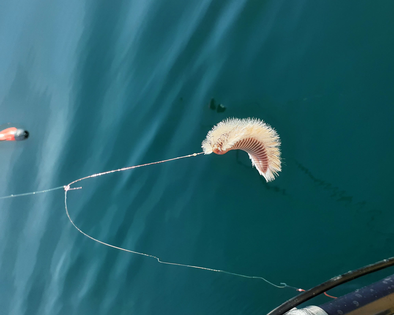 海毛虫