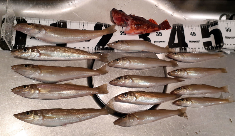 キス釣りの釣果