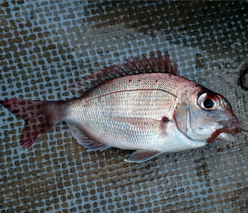 マダイの幼魚、その名もチャリコ