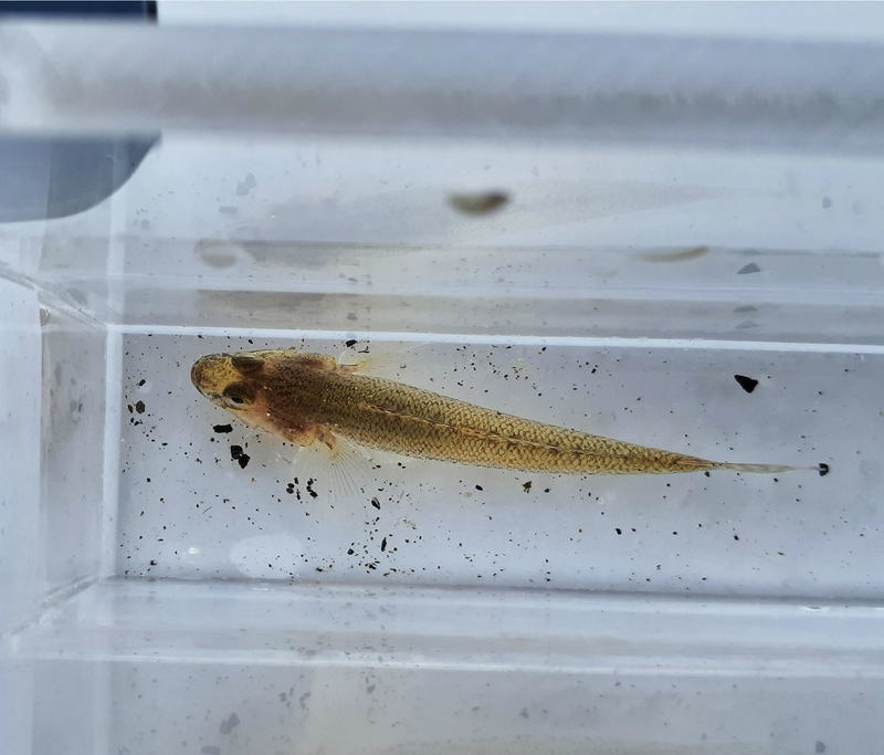 4ケ所ランガン 木曽川へハゼ釣り調査 Re フルスロットルは年に10回 木曽川でハゼ テナガエビ釣り 4ケ所ランガン 木曽川へハゼ釣り調査 Re フルスロットルは年に10回 木曽川でハゼ テナガエビ釣り