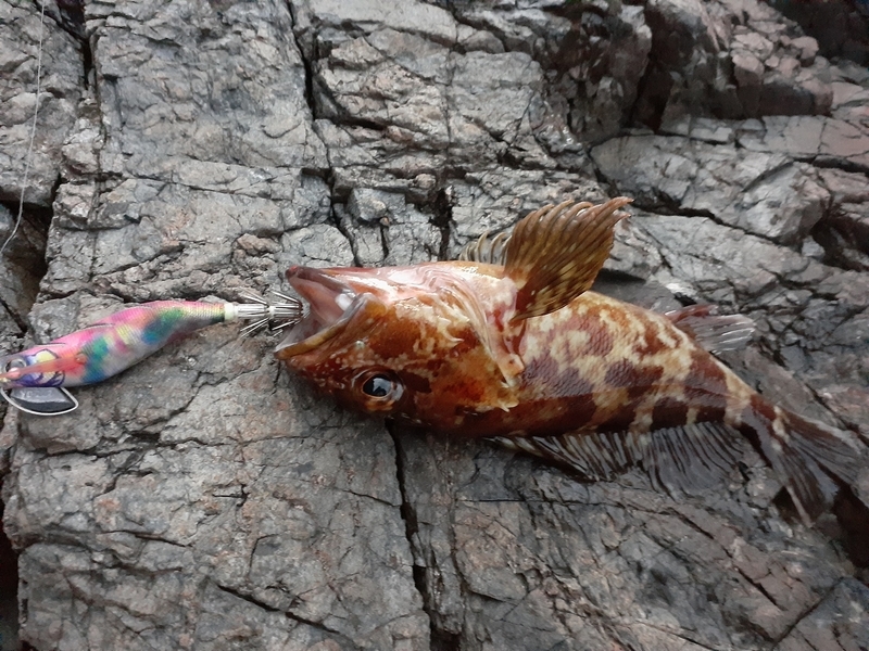 エギでガシラが釣れた