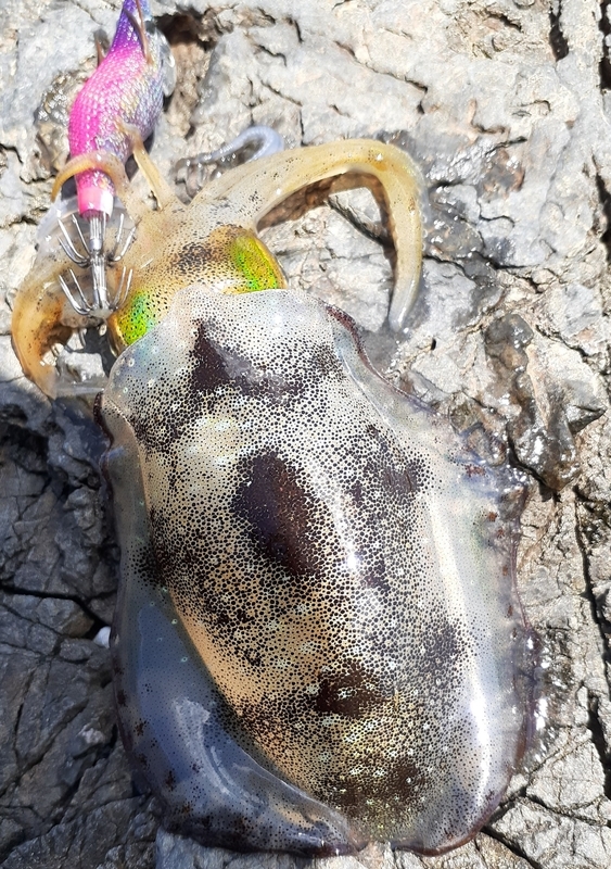 ムラムラチェリーでアオリイカ