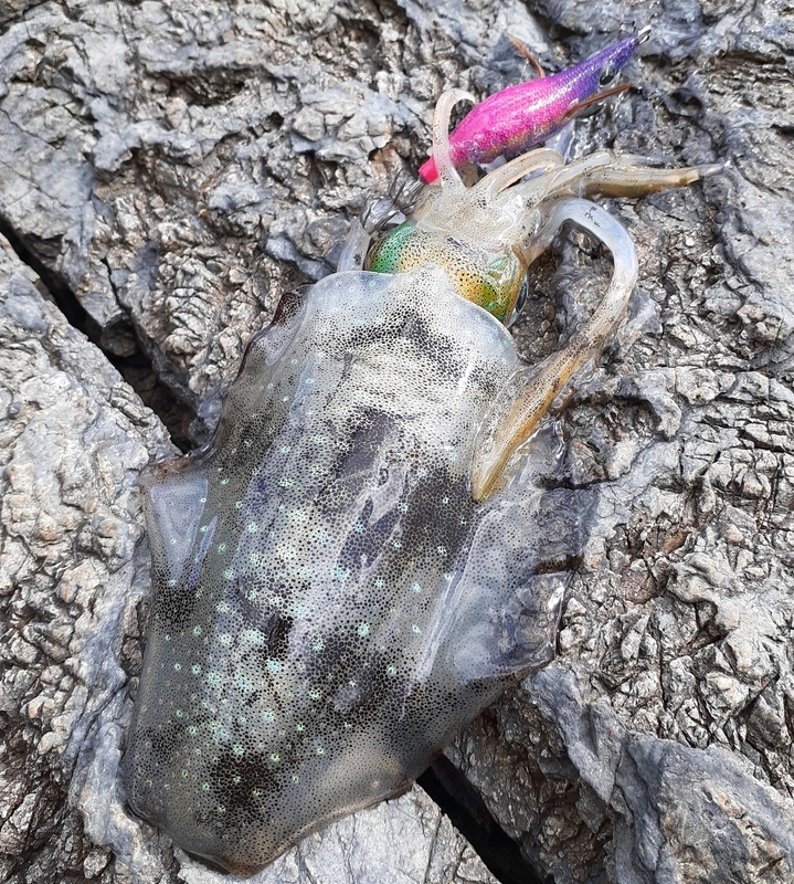 ムラムラチェリーの威力発揮