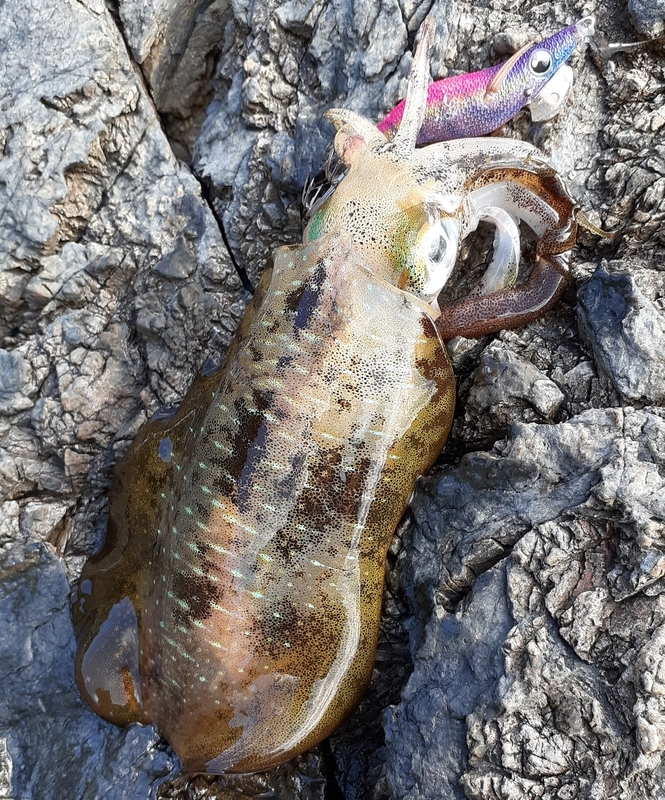 底まで沈めてシャクリ上げてヒット
