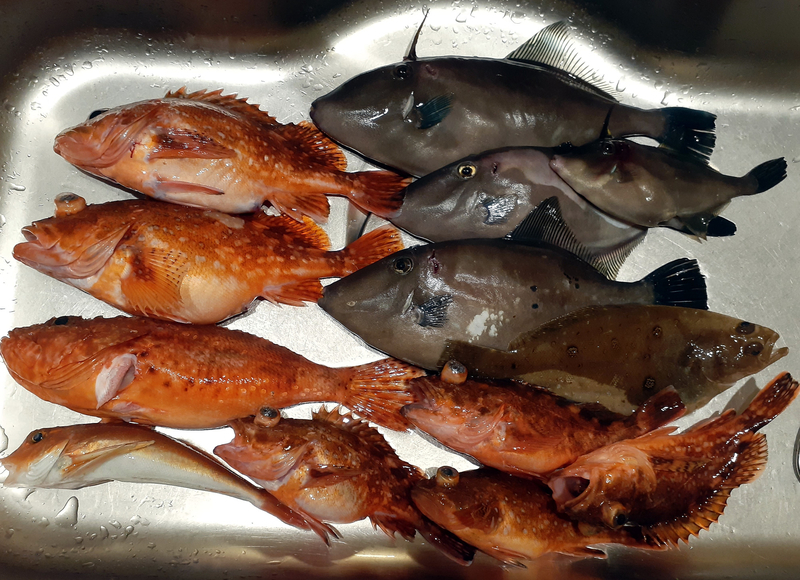 初の鬼カサゴほか、根魚五目釣り。 - Re:フルスロットルは年に