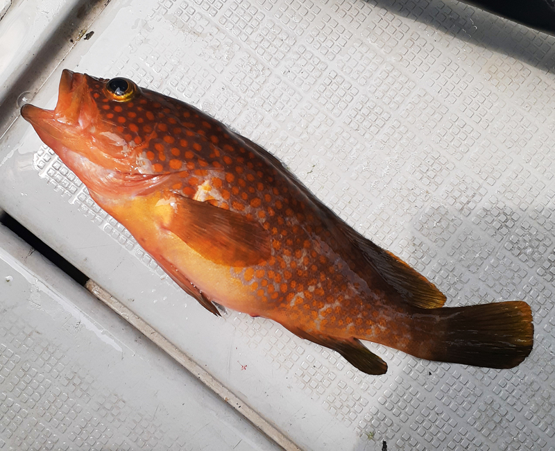 アジの泳がせ釣りでキジハタを釣る