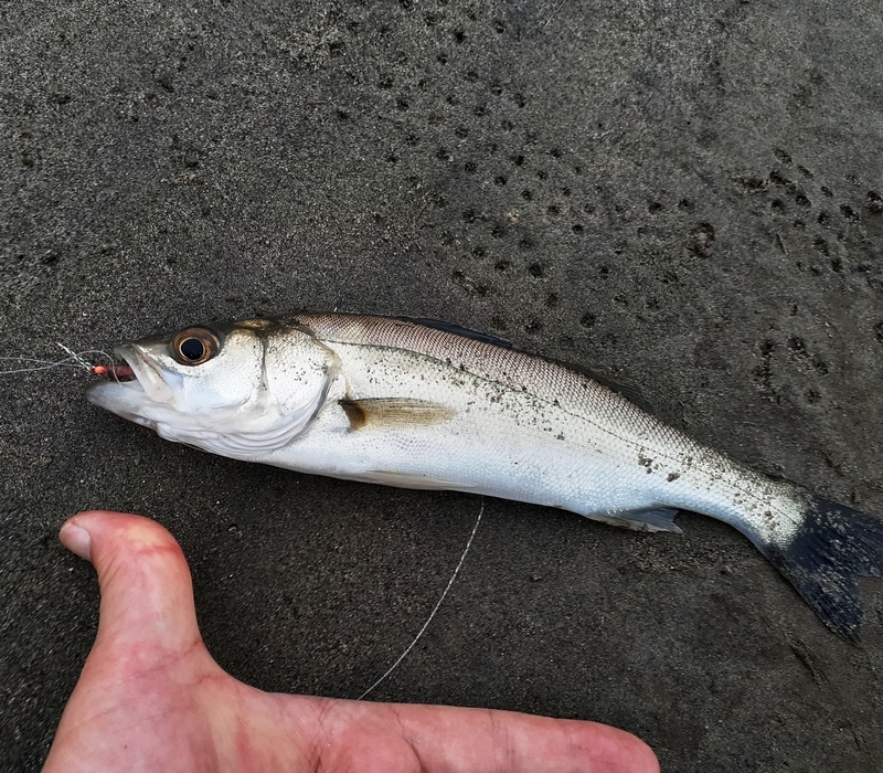 ハゼ釣り 川魚 小魚 仕掛け セット ハゼ タナゴ テナガエビ まとめ 市販のタナゴ仕掛けの実力は？ベテラン江戸っ子タナゴファンが