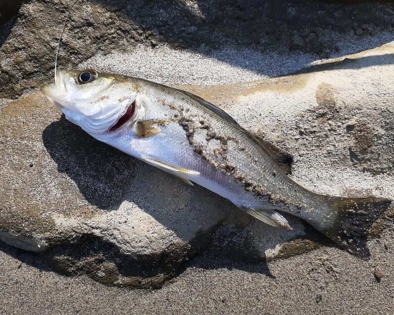 ハゼ釣り 川魚 小魚 仕掛け セット ハゼ タナゴ テナガエビ まとめ ハゼ釣り 川魚 小魚 仕掛け セット ハゼ タナゴ テナガエビ