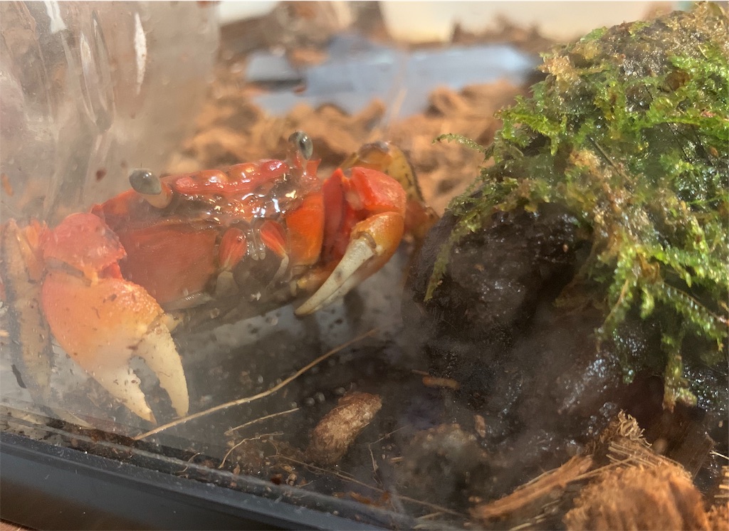 f:id:familyof3:20190918231755j:image f:id:familyof3:20190918231755j:image