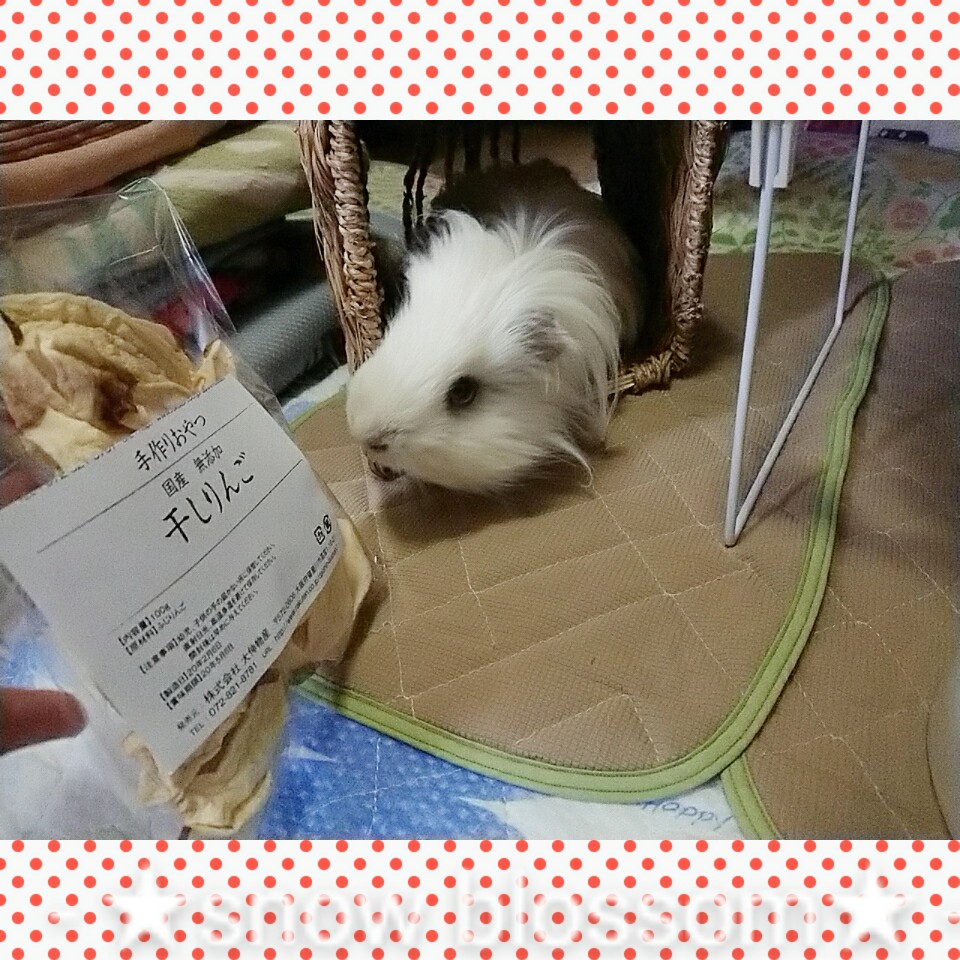 f:id:familysnowsakura:20200210153629j:plain f:id:familysnowsakura:20200210153629j:plain