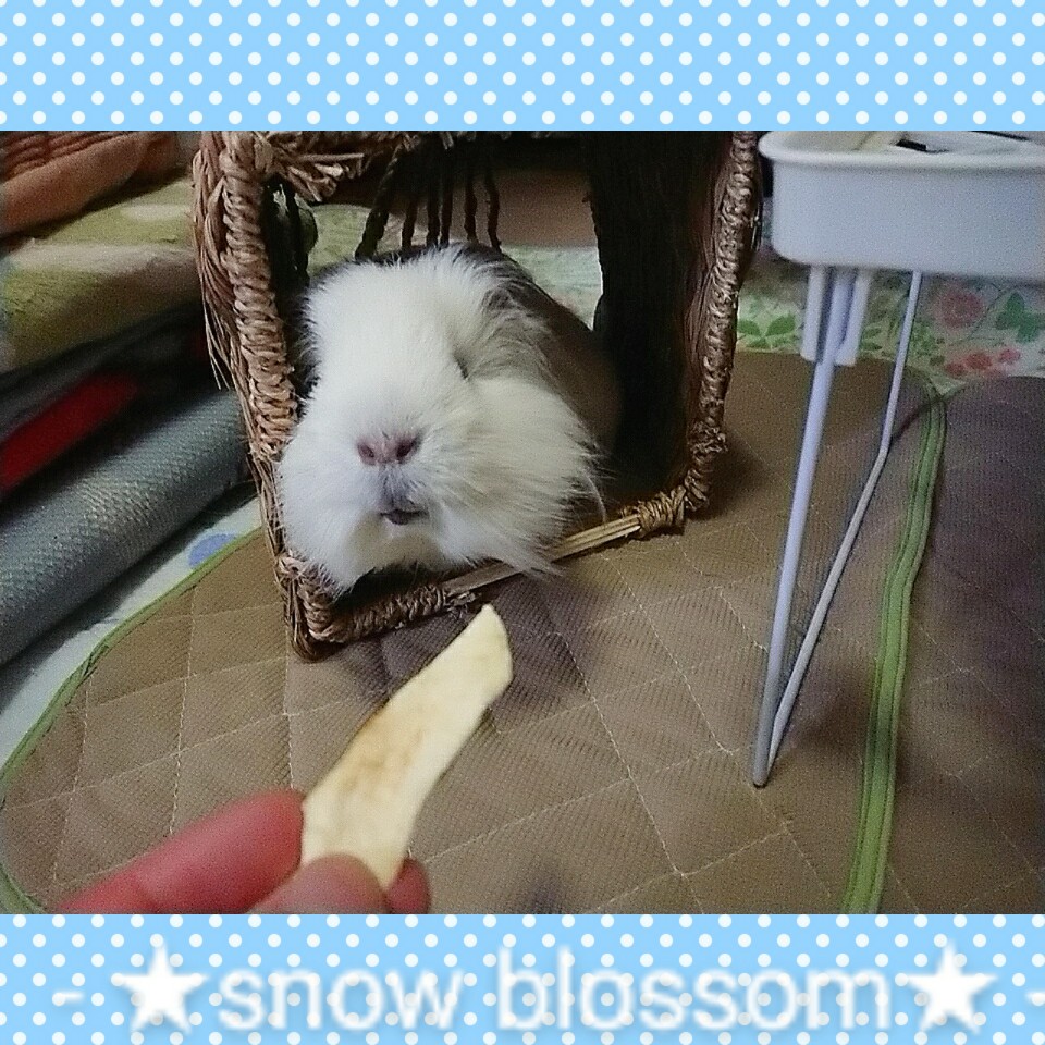 f:id:familysnowsakura:20200210153920j:plain f:id:familysnowsakura:20200210153920j:plain