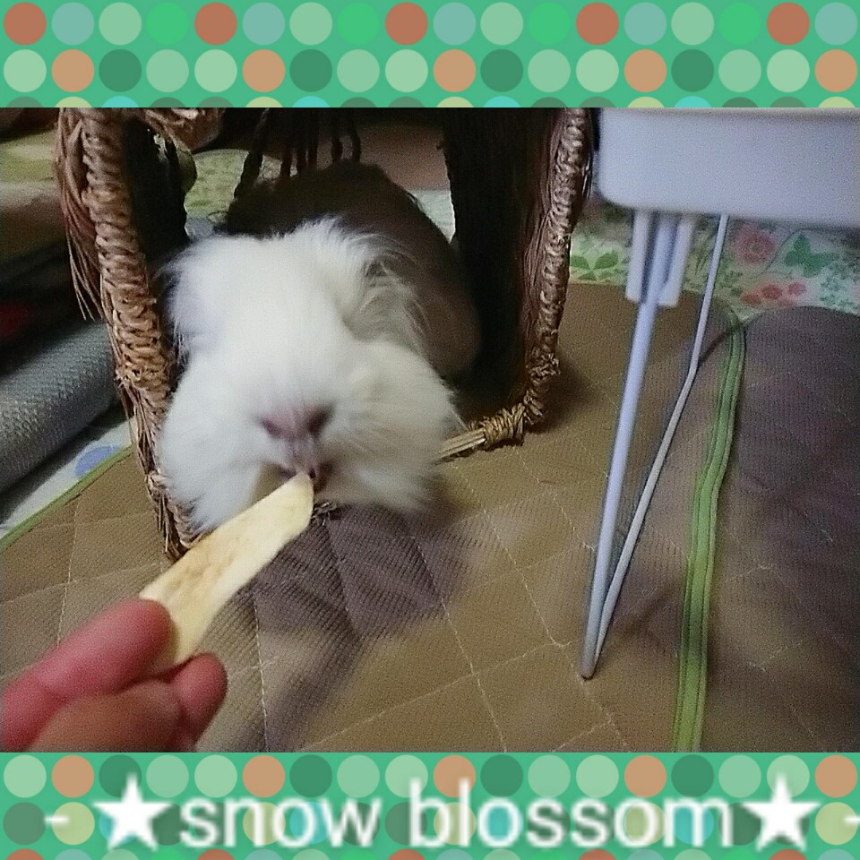 f:id:familysnowsakura:20200210154021j:plain f:id:familysnowsakura:20200210154021j:plain