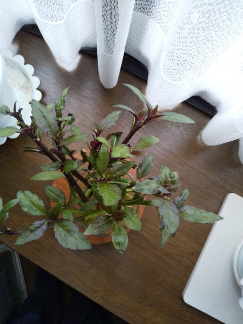 f:id:famima217:20190424185358j:image