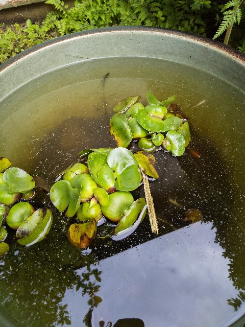 f:id:famima217:20190424185513j:image
