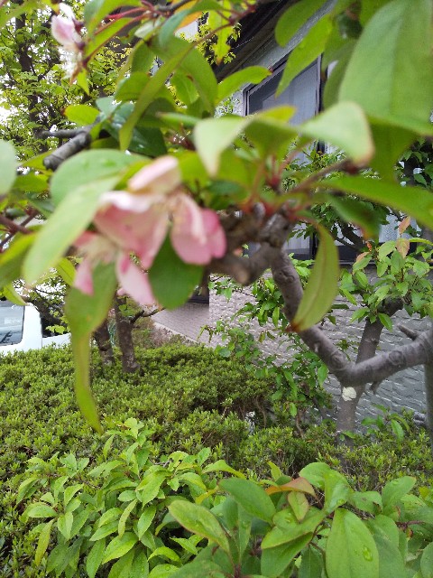 f:id:famima217:20190424185749j:image