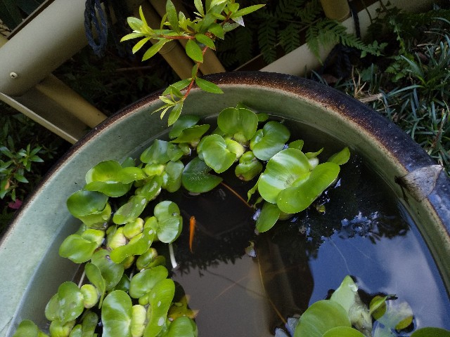 f:id:famima217:20190616194530j:image