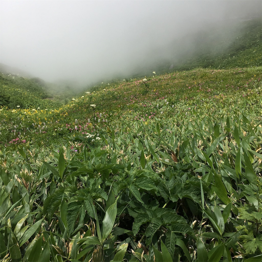 f:id:famima217:20190725185437j:image
