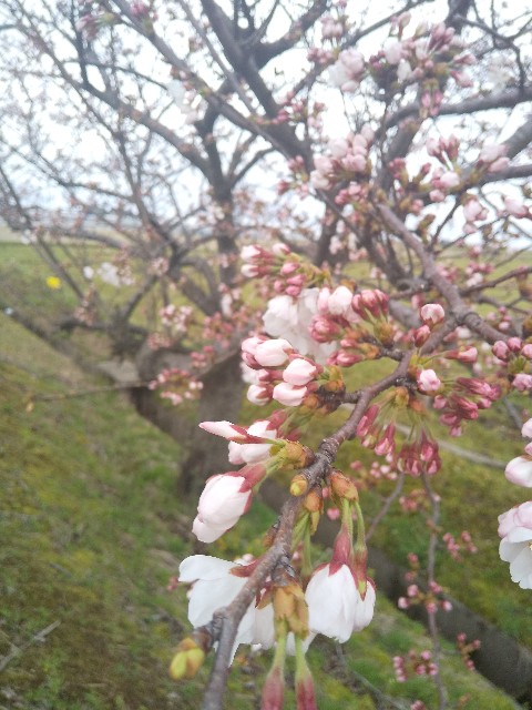 f:id:famima217:20200329213216j:image f:id:famima217:20200329213216j:image