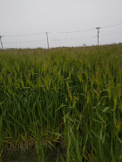 f:id:famima217:20200418235925j:image