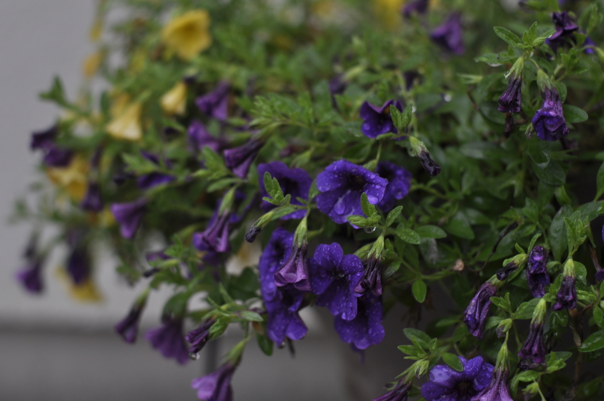 f:id:famima217:20200715130146j:plain