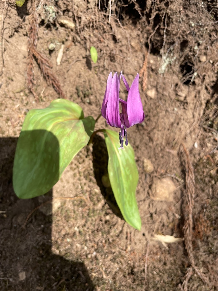 f:id:famima217:20220409220930j:image