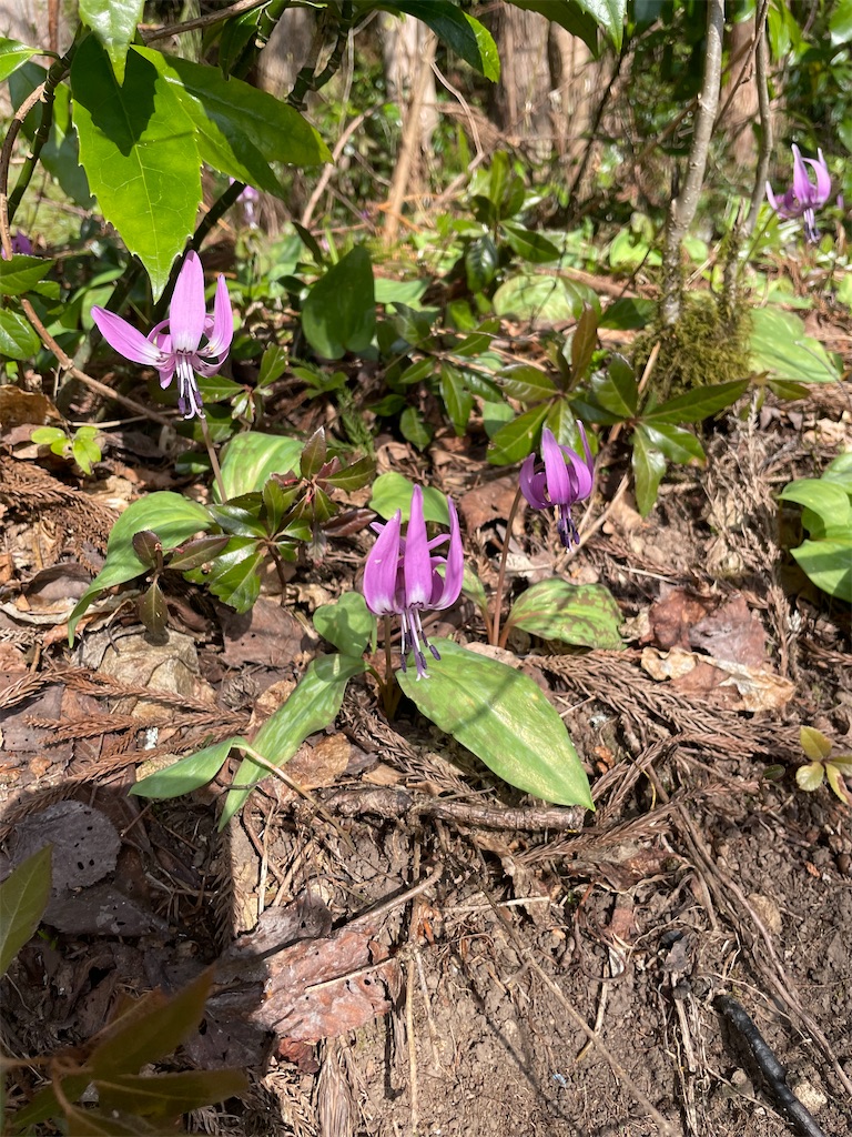 f:id:famima217:20220409220933j:image