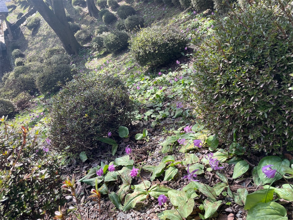 f:id:famima217:20220409220939j:image