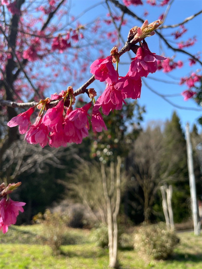 f:id:famima217:20220409220942j:image