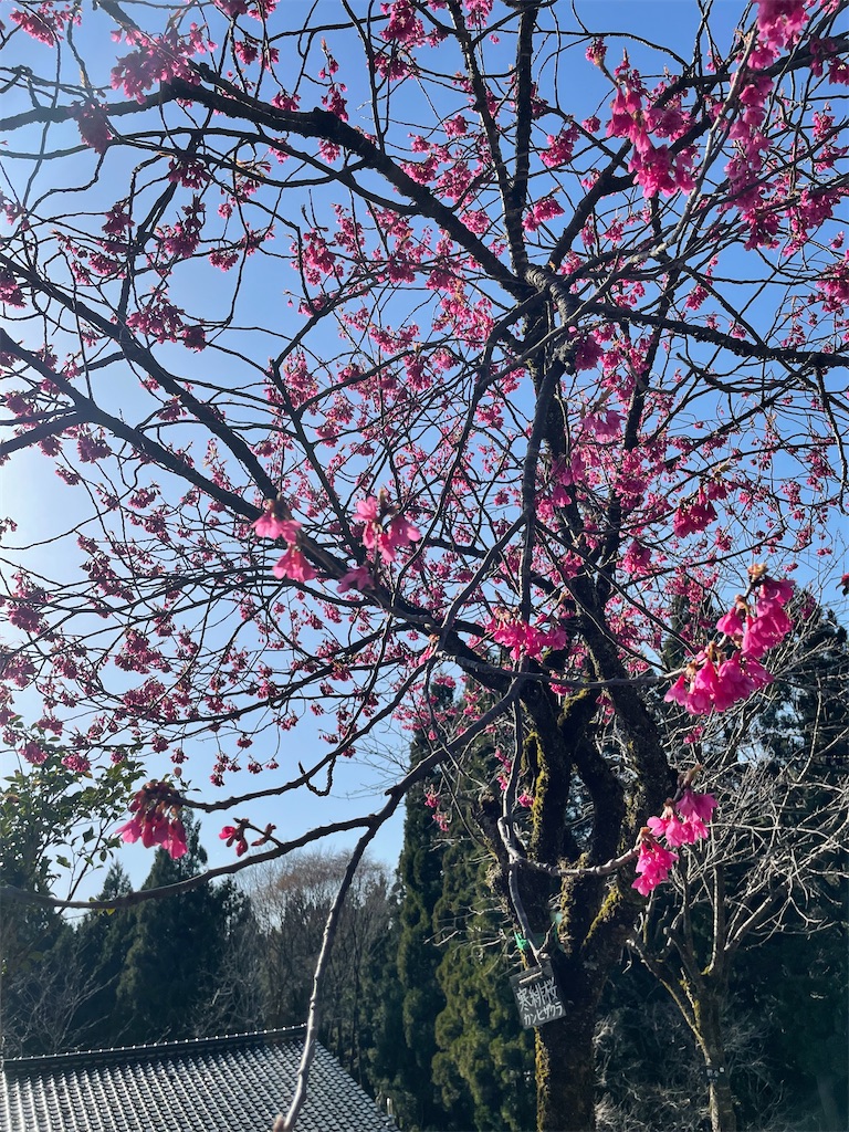 f:id:famima217:20220409220945j:image