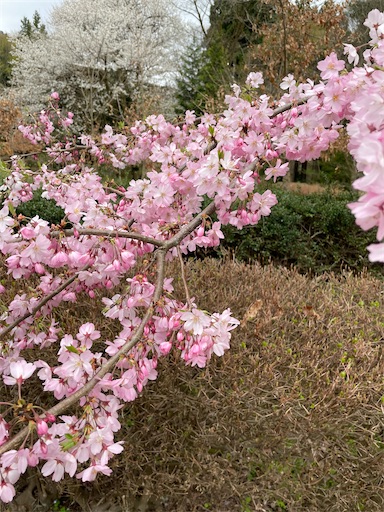 f:id:famima217:20230407154333j:image