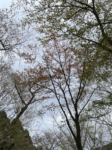 f:id:famima217:20230407154342j:image