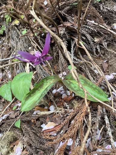 f:id:famima217:20230407154345j:image