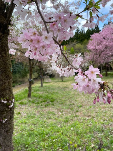 f:id:famima217:20230407154359j:image