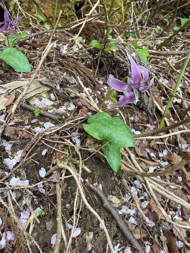 f:id:famima217:20230407154402j:image