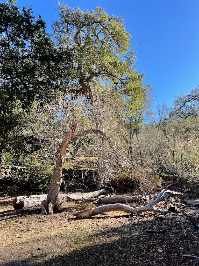 ピナクルズ国立公園 仮 子育てと物欲 From California