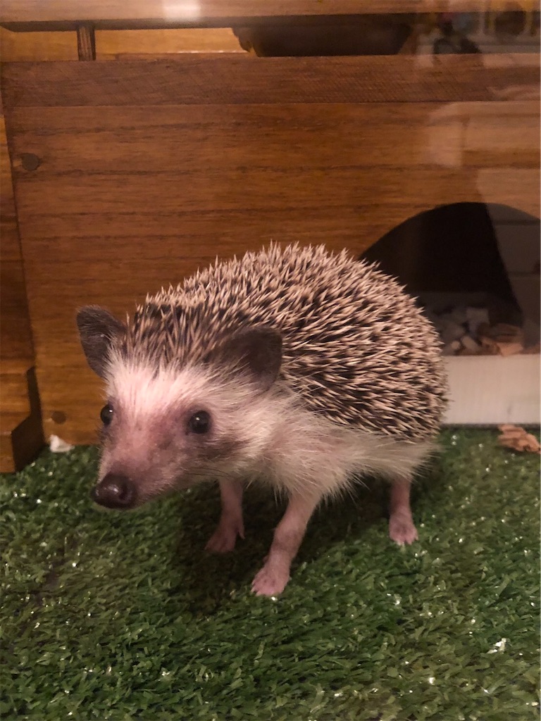 ハリネズミハウス　オーダーページ ハリネズミハウス オーダーページ