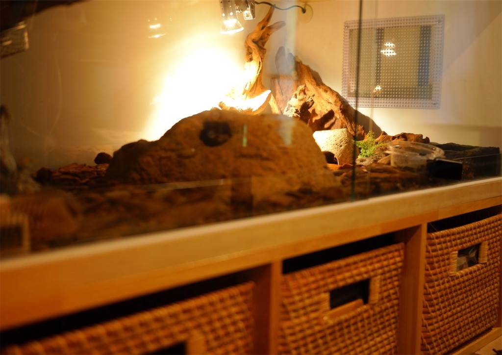 f:id:fandk1017:20210607215411j:image f:id:fandk1017:20210607215411j:image