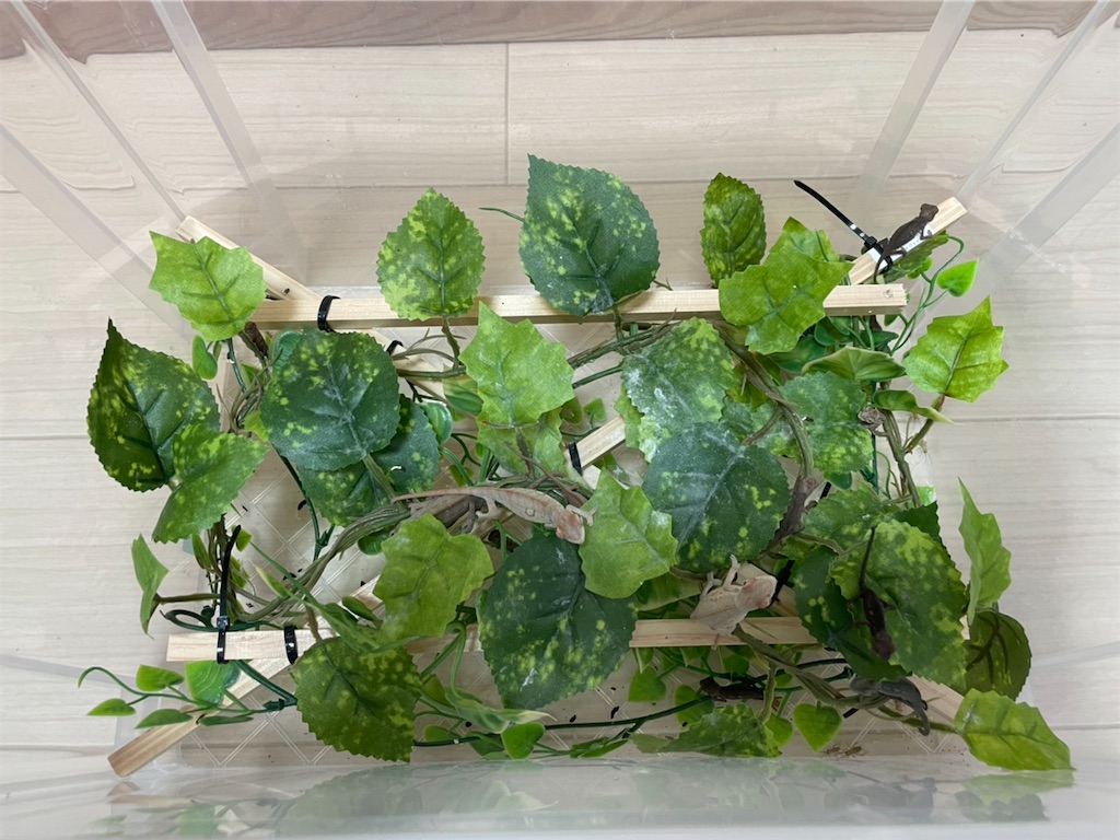 f:id:fandk1017:20210814202516j:image f:id:fandk1017:20210814202516j:image