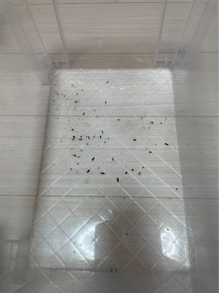 f:id:fandk1017:20210814203037j:image f:id:fandk1017:20210814203037j:image