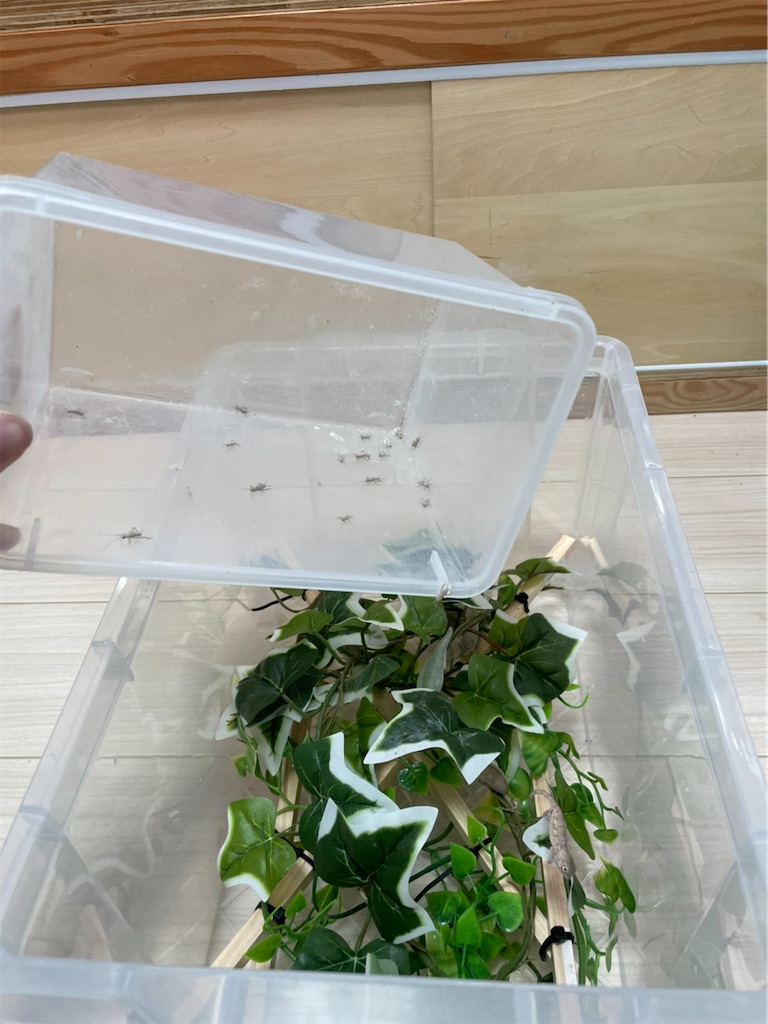 f:id:fandk1017:20210814203527j:image f:id:fandk1017:20210814203527j:image