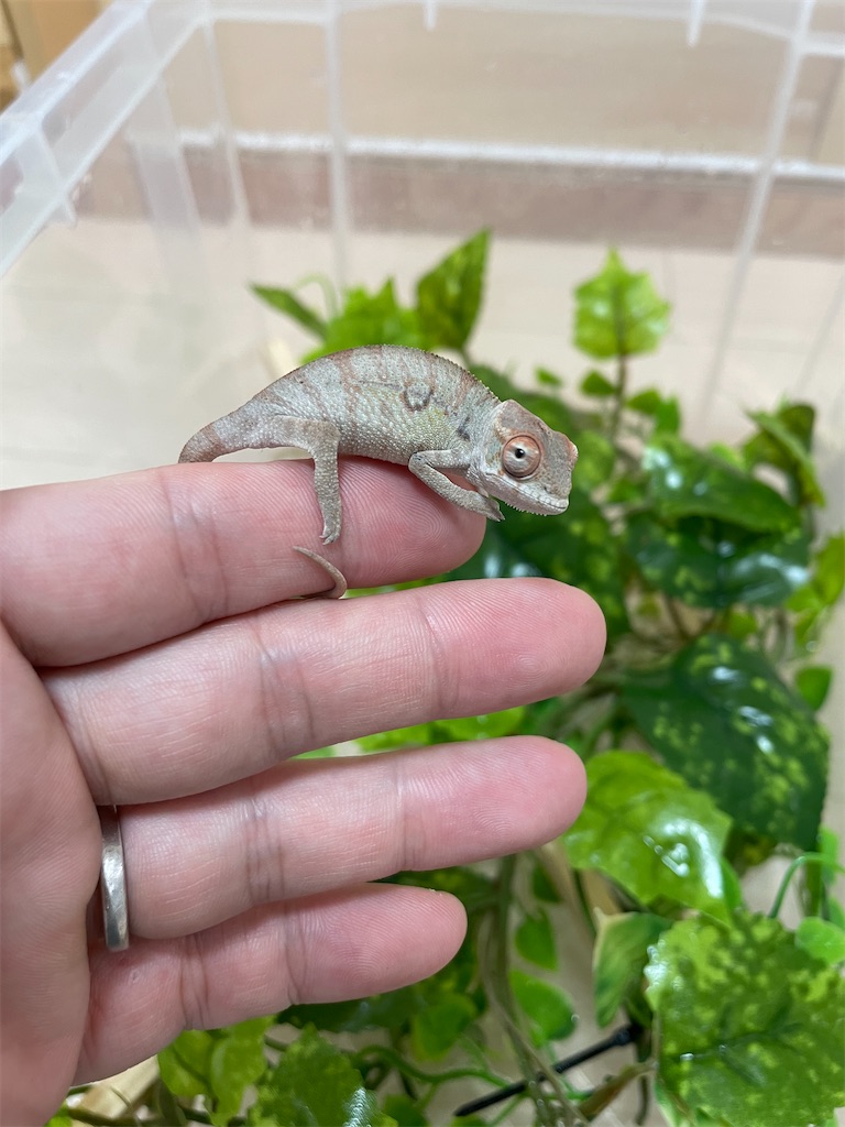 f:id:fandk1017:20210814221923j:image f:id:fandk1017:20210814221923j:image